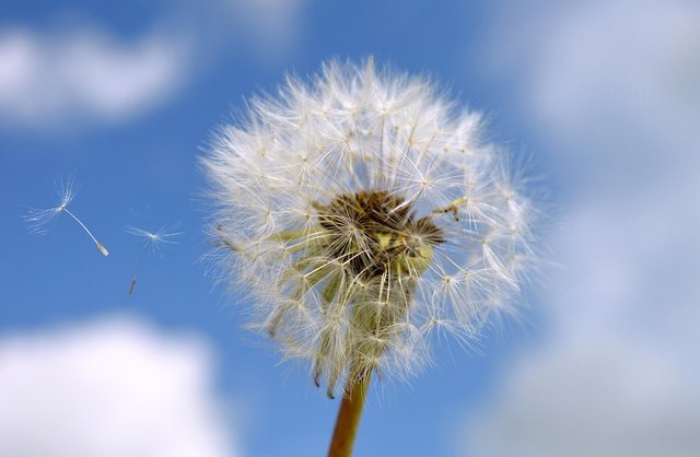 dandelion-7134015_1280.jpg