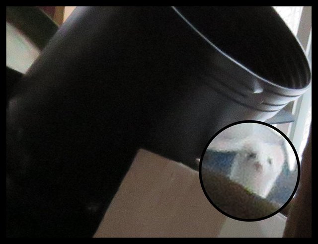 magnettized image of white weasel peaking out from behind pot.JPG