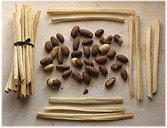 Garcinia_kola.sticks_and_seeds,detail.jpg