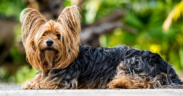 yorkshire-terrier-361730_1920.jpg