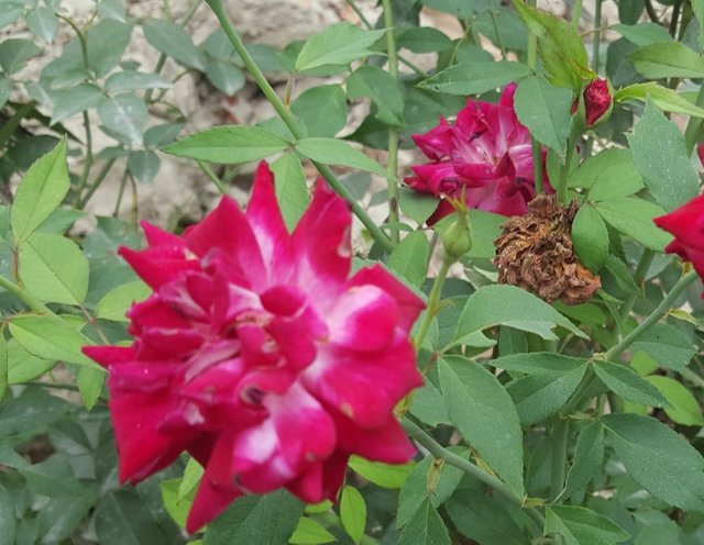 IMG_20250718_001300.jpg