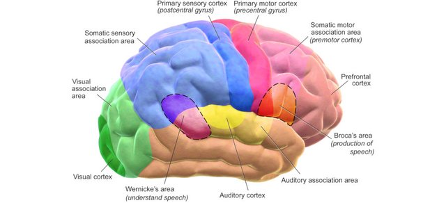 Brain_Motor&Sensory_small.jpg