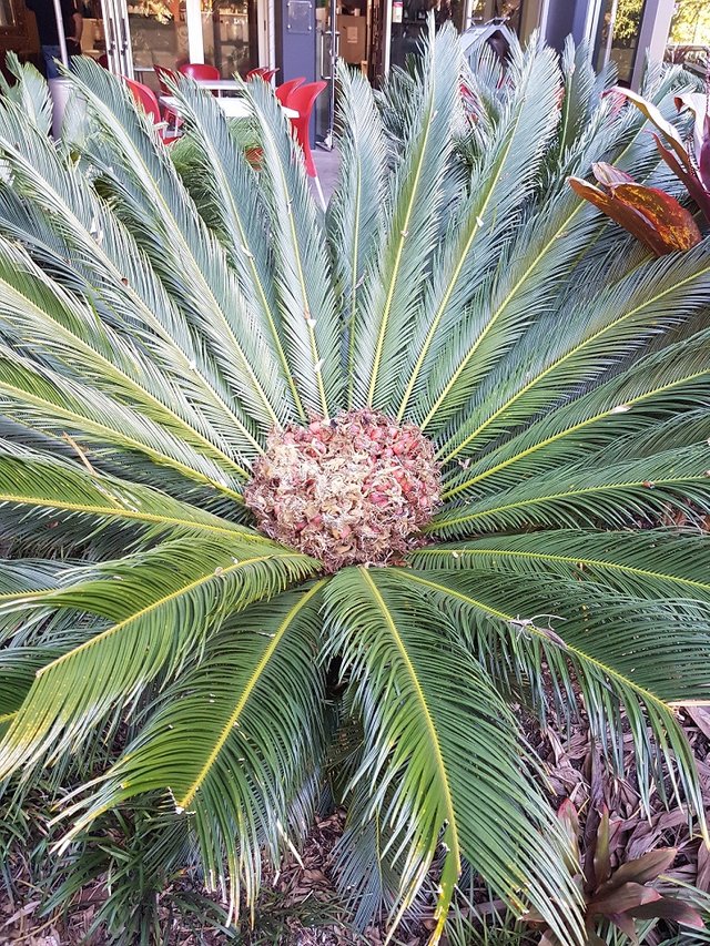 Sago Palm seed.jpg