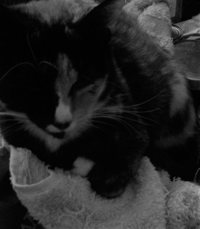 Cat Photography, B&W Tinkerbell Towel, May 5 2017.jpg