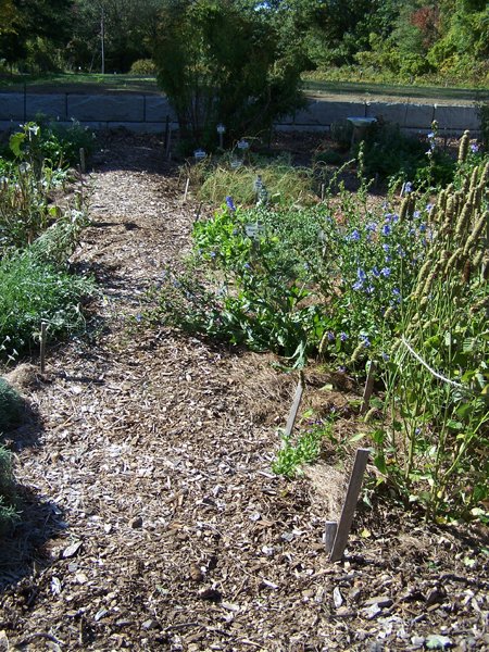 New Herb garden - Row 2, south side weeded crop October 2019.jpg