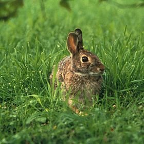 Sylvilagus_floridanus.jpg