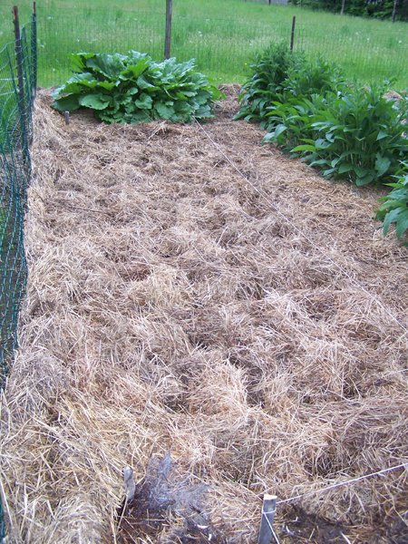 Big garden - potatoes mulched crop May 2018.jpg