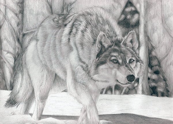 collection-wolf-drawings-8.jpg