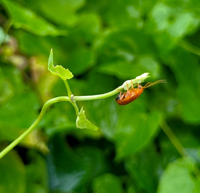 LMC_20230807_164200_🌲Greenhouse by Riyan (lmc8.4).PORTRAIT.jpg