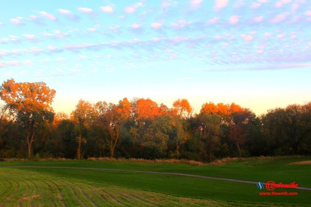 landscape trees fall leaves B10-11_0001.JPG