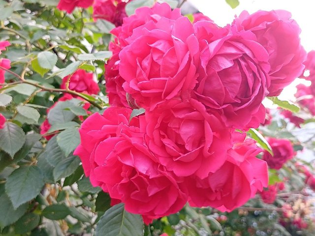 IMG_20250531_215119_025.jpg