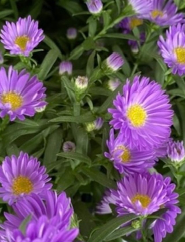 IMG_5155.jpeg