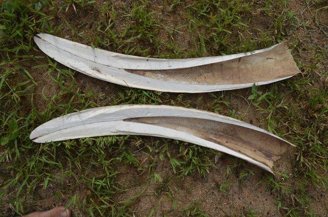 3.2 Ivory tusks in half, Chad - Save-elephants.org.jpg