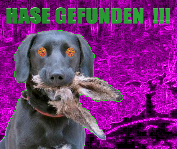 HASE GEFUNDEN.png