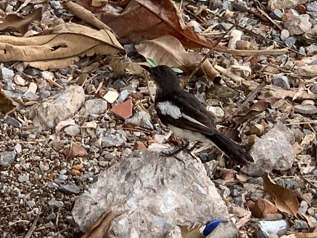 bird5.jpg