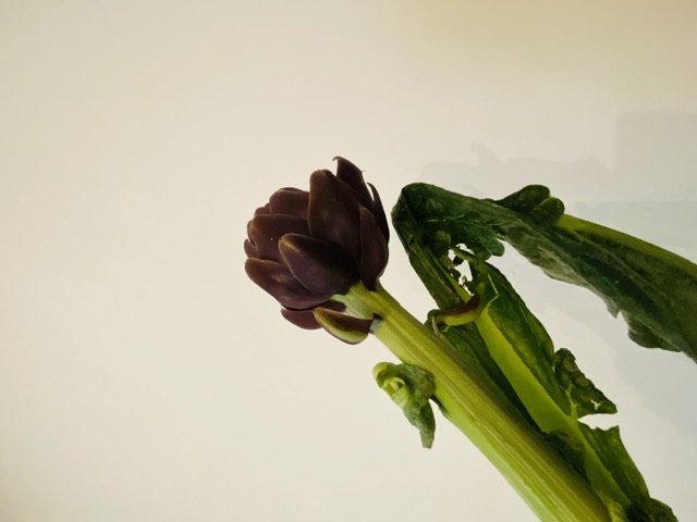 IMG_1713.jpeg