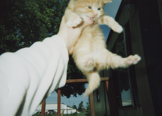 1999-2003 apx Scared Kitten Picked Up.png