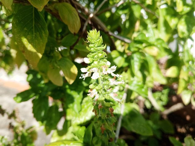 IMG_20250414_085816_358.jpg