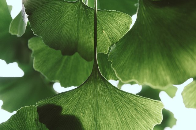 leaves-g8de609cb9_1920.jpg