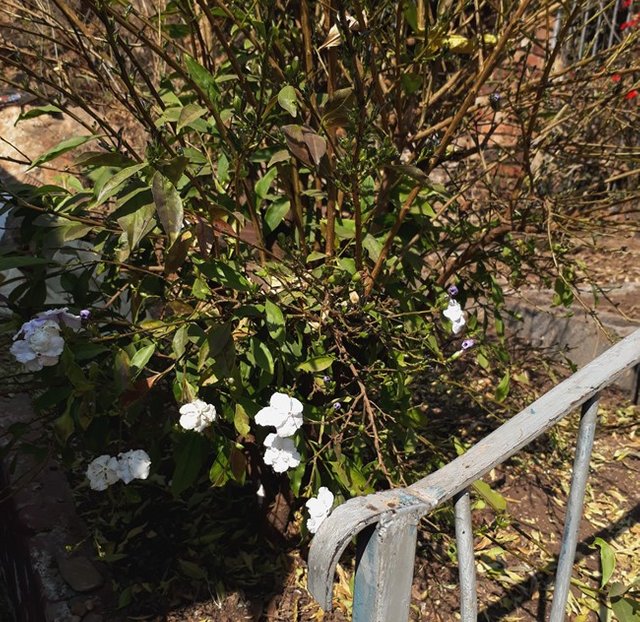 Brunfelsia pauciflora.jpg