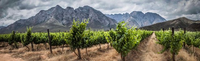 New-pano-closer-vines-1024x315.jpg