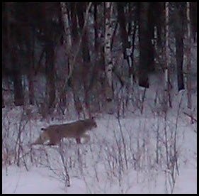 Lynx by bush at side of road.JPG