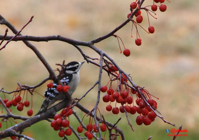 Downy Woodpecker IMG_0151.JPG