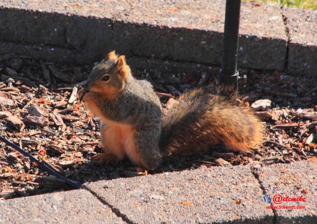 squirrel IMG_0138.JPG