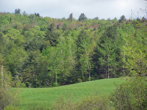 Red in trees Wilmington, VT crop May 2019.jpg