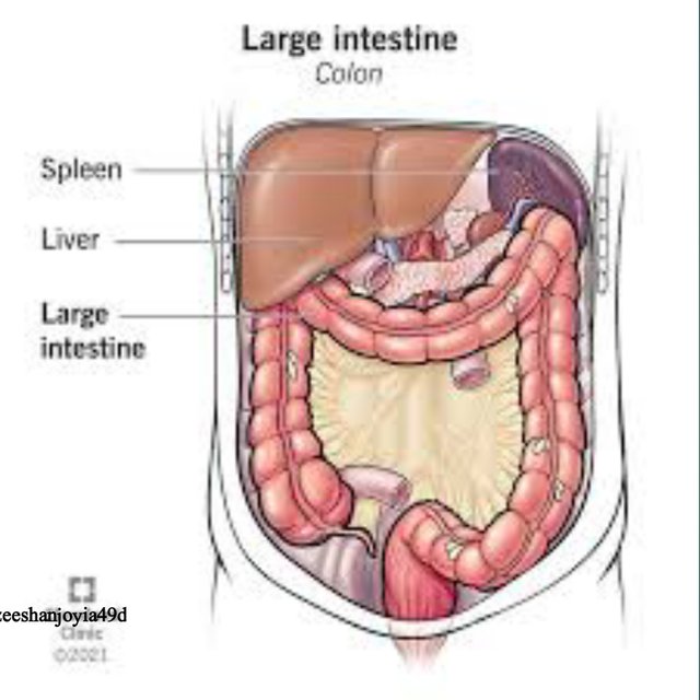 large intestine.jpg