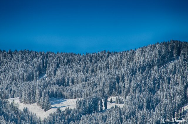 Snowy-Winter-Forest-under-blue-Sky.jpg