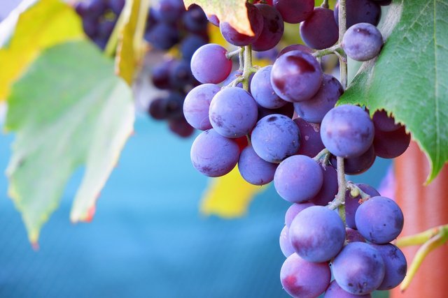 grapes-6673291_1280.jpg