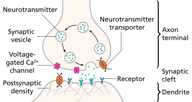 SynapseSchematic_en.svg.png