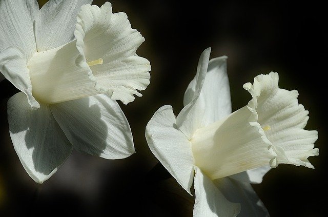 daffodil-401086_640.jpg