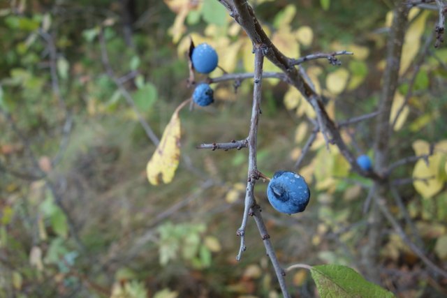 DSC04073.JPG