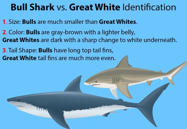 Bull-Shark-vs-Great-White-Identification-1-1024x711.jpg
