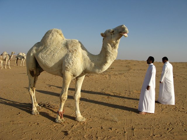 saudi-arabia-95500_1280.jpg