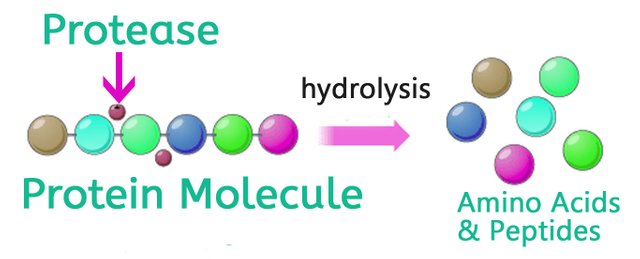 protease action.jpg