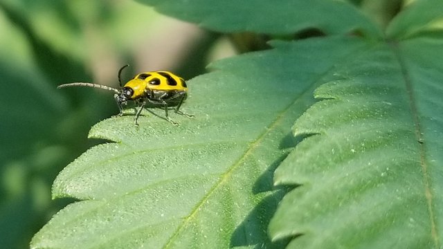 spotted cucumber beetle.jpg