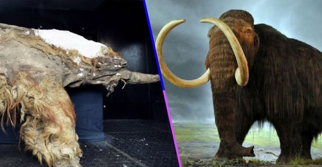 celulas-mamut.jpg