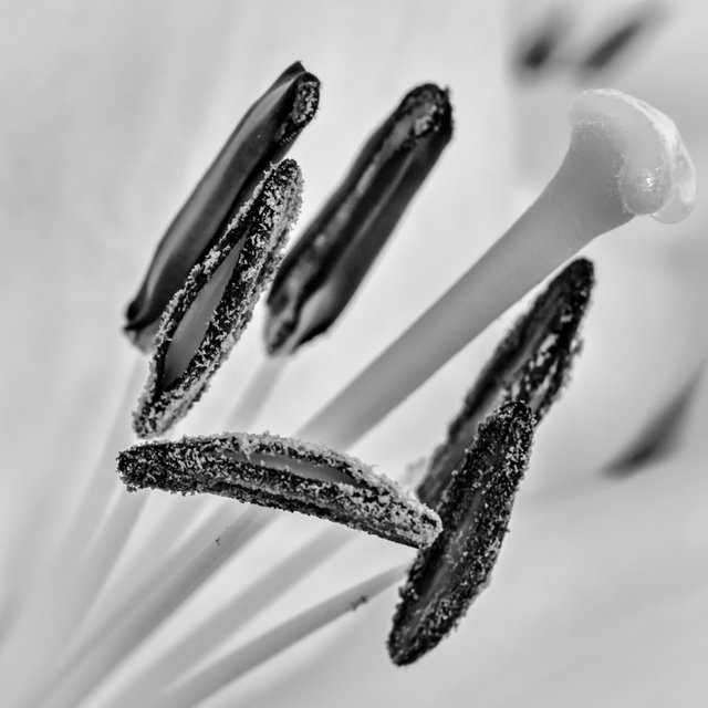 stamen (1)-Edit-2.jpg