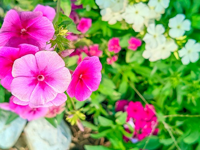LMC_20250122_121149_🌈Color boost by Riyan .jpg
