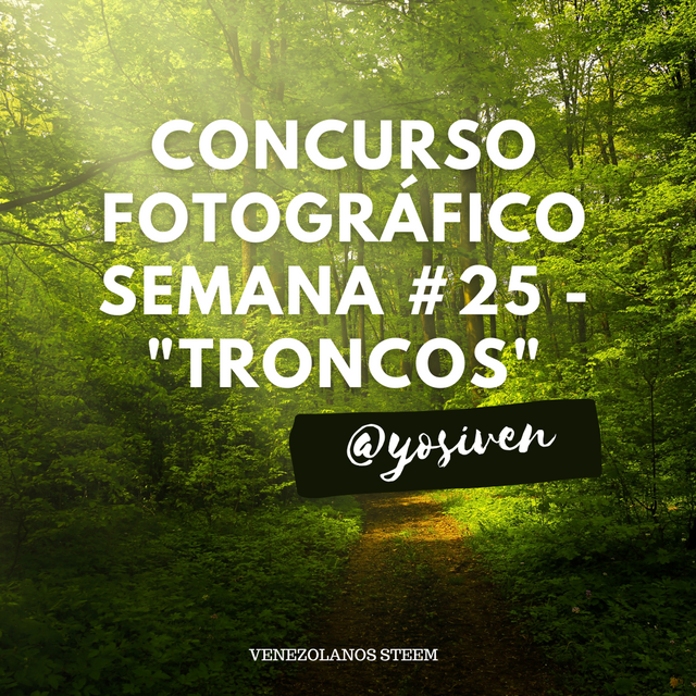 Post para Instagram Naturaleza fotografía bosque verde.png