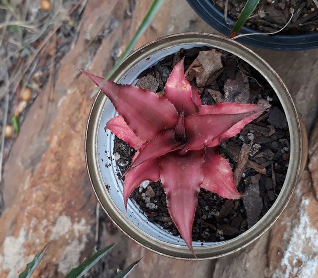 Cryptanthus Bivittatus.jpg