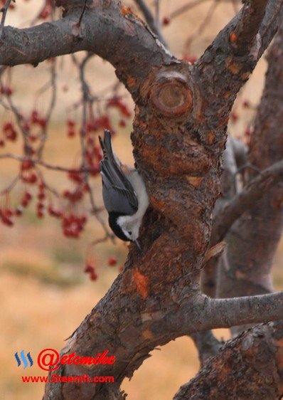 White-breasted Nuthatch PFW01.jpg