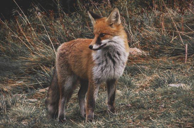 fox-985292_1280.jpg