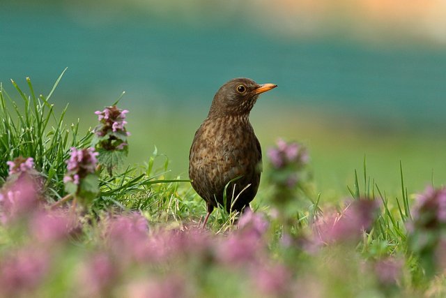 blackbird-4052010_1280.jpg