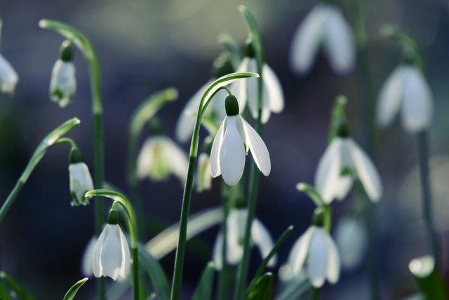 snowdrop-4865866_1280.jpg