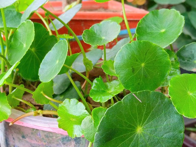 20250604_121811.jpg