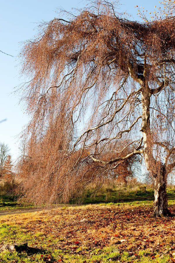 willow-tree-autumn-season-fall-carpet-orange-leaves-need-55889636.jpg